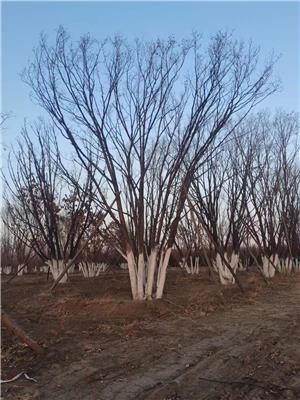 高度400厘米叢生蒙古櫟